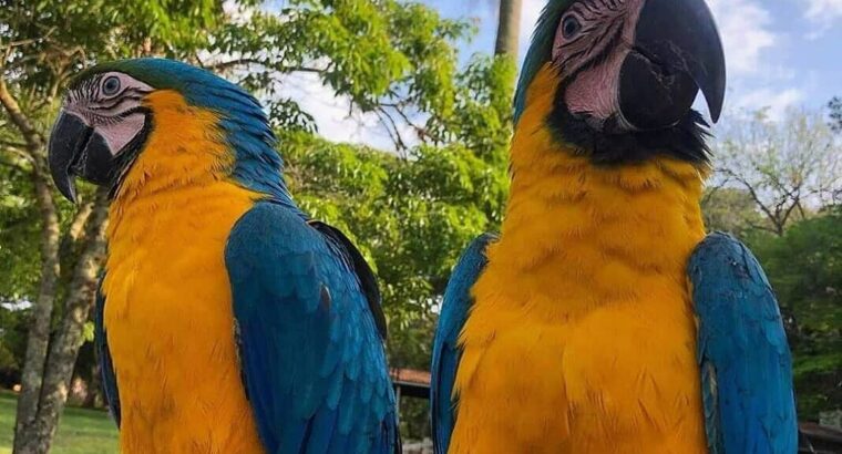 Comes With Rings Blue And Gold Macaw Parrots For S