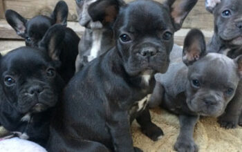 AKC quality French Bulldog Puppy for free adoption