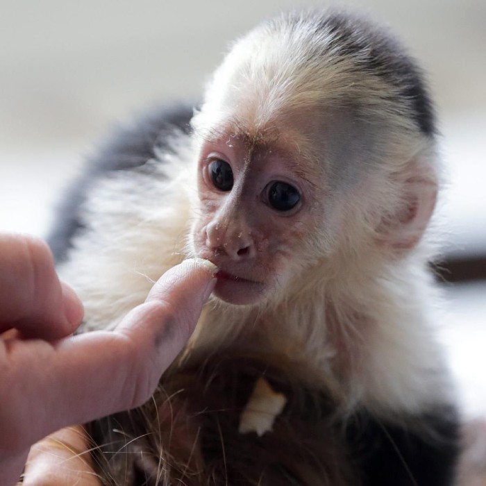 Pygmy Marmosets Monkeys Available