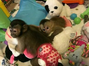 Male And Female Capuchin Monkeys For Christmas And