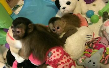 Male And Female Capuchin Monkeys For Christmas And
