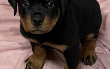 Big Head Purebred Rottweiler puppies for sale