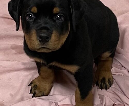 Big Head Purebred Rottweiler puppies for sale