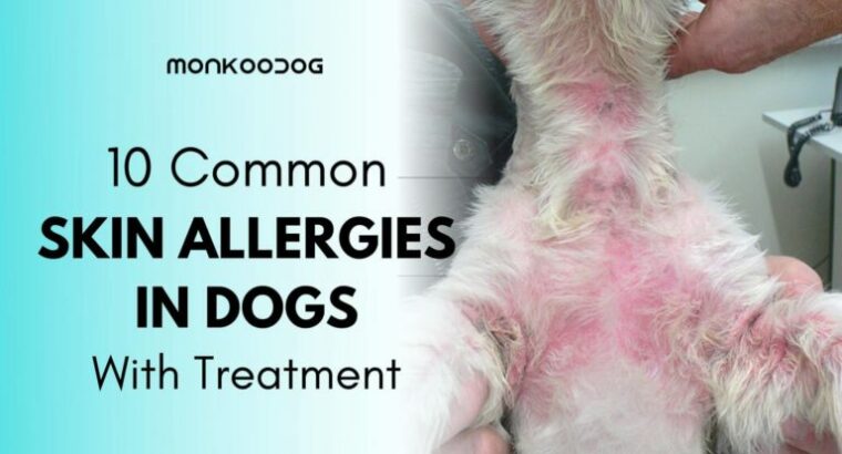 Skin Infection In Dogs –An Important Yet Neglected