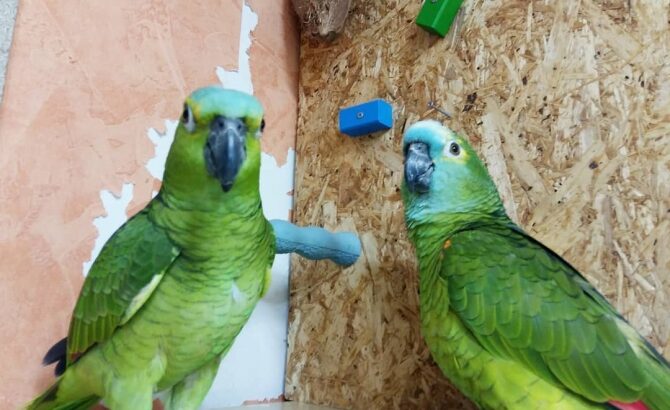 wide species of birds and parrots available