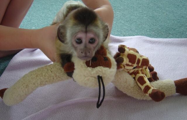 Aw! capuchin Monkeys Available