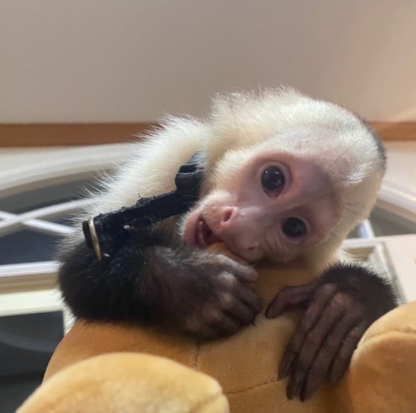 Home Raised Baby Capuchin Monkey For Adoption