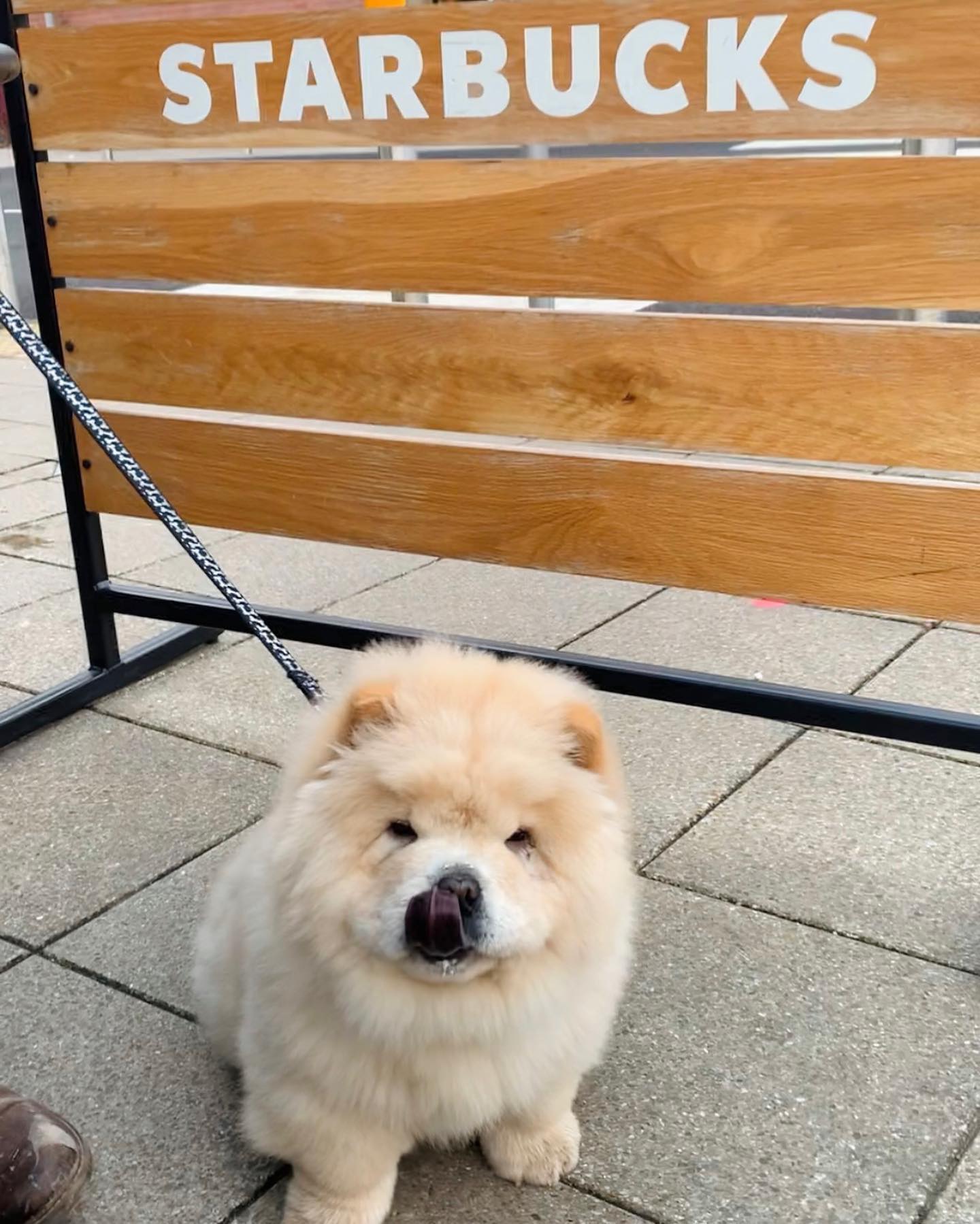 Chow Chow puppies for sale near me