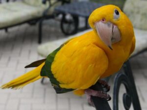 wide species of birds and parrots available