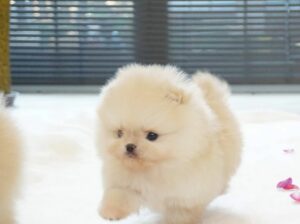 Teacup pomeranian puppies for new homes