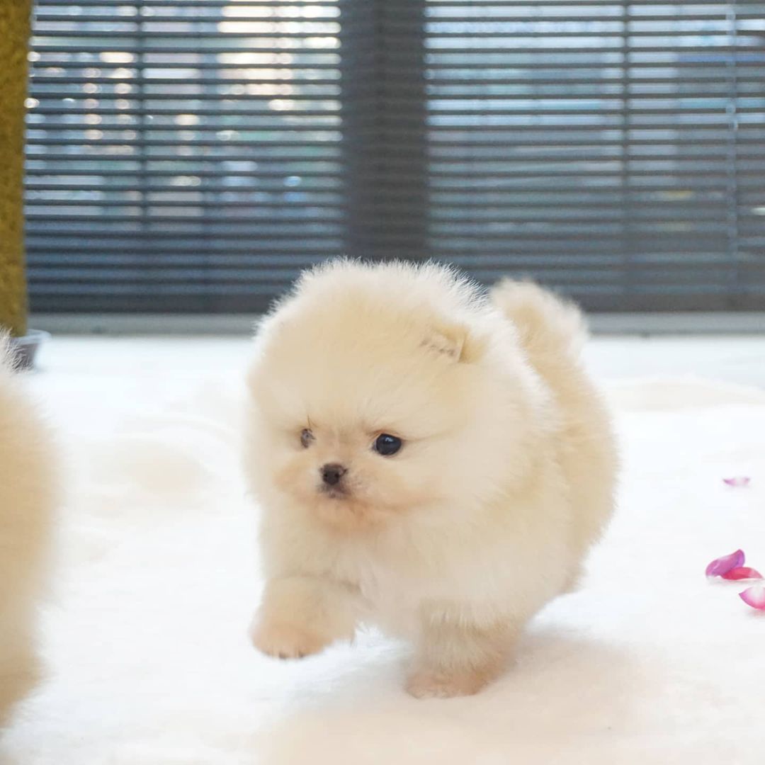 Teacup pomeranian puppies for new homes