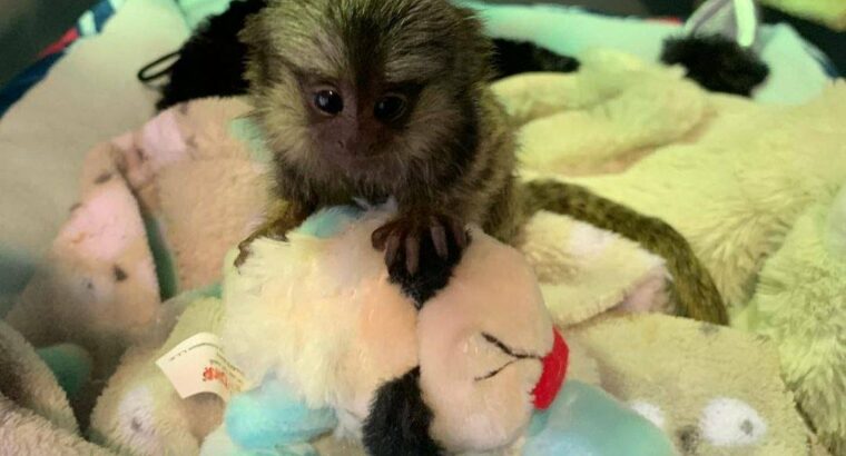 Mamoset monkeys your personal companion