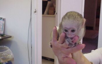 Adorable capuchin monkeys available.