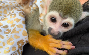 Pygmy Marmosets Monkeys Available