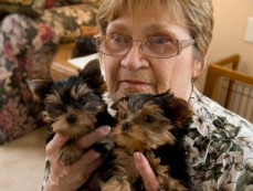 Teacup Yorkie Puppies for Adoption!!!