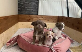Chihuahua puppies for Sale