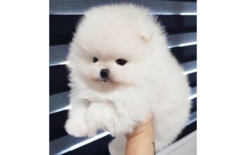 Beautiful Pomeranian Puppies For Sale
