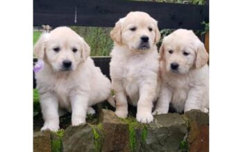 Quality Golden Retriever Puppies Available