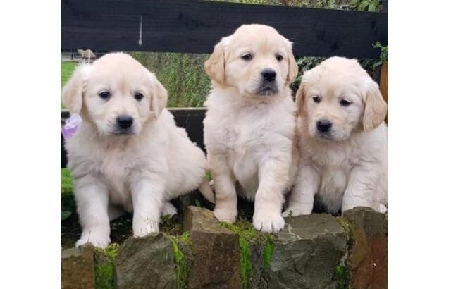 Quality Golden Retriever Puppies Available