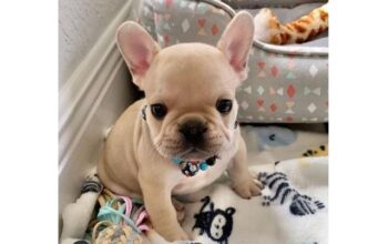 Charming French Bulldog Puppies For Sale