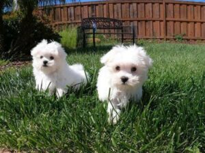 Sweet Maltese puppies