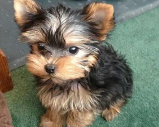 Super adorable Teacup Yorkie Pups for adoption