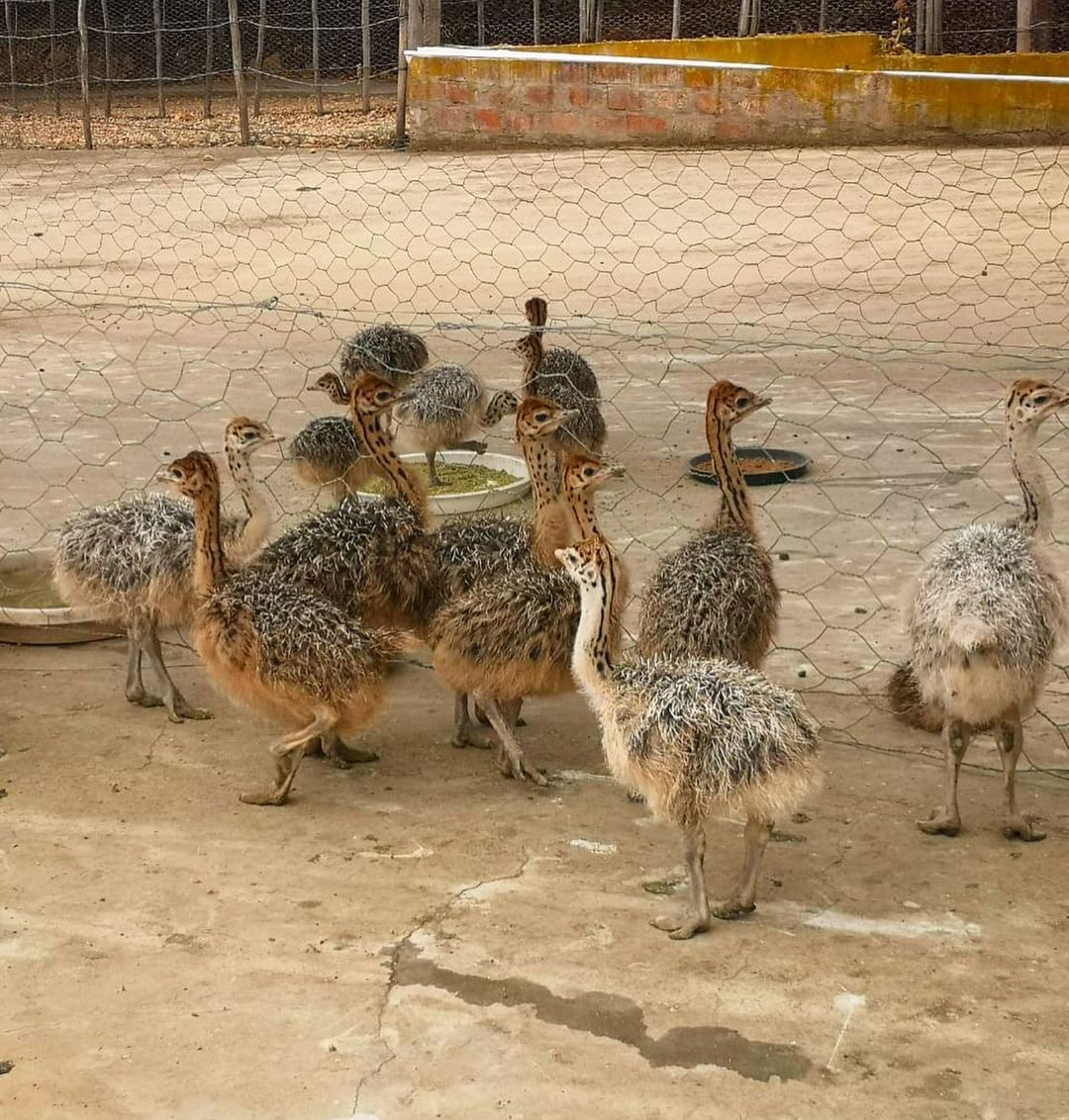 Healthy ostrich chicks and eggs available