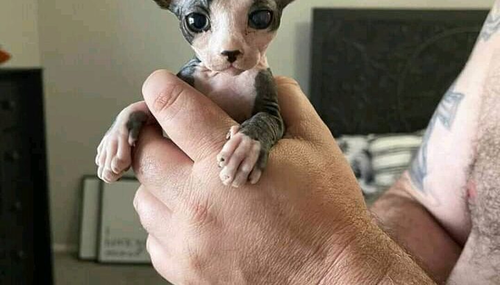 Sphynx Kittens for adoption