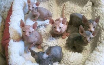 Sphynx Kittens for adoption
