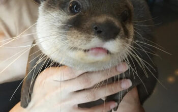 Asian Small Clawed Otters for sale