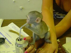 Breeding Primates as Kids is all we Do !!!