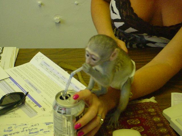 Breeding Primates as Kids is all we Do !!!