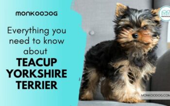 Everything To Know About Teacup Yorkshires