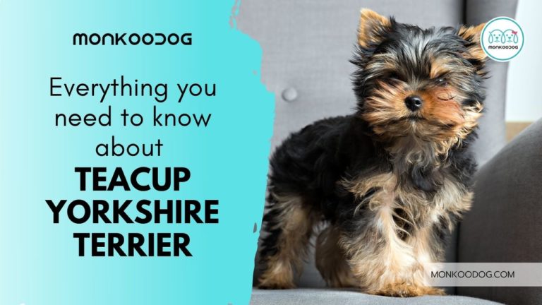 Everything To Know About Teacup Yorkshires