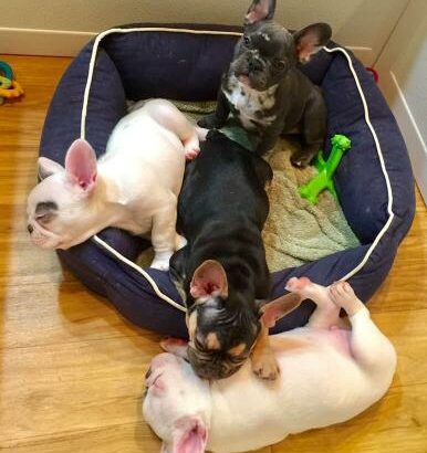 French Bulldog Puppies great attitudes! Total love
