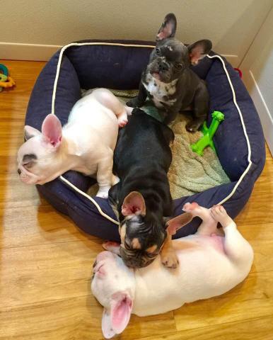 French Bulldog Puppies great attitudes! Total love