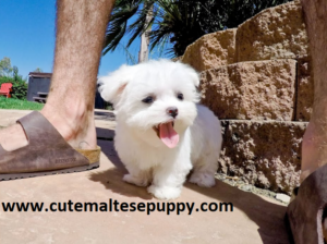 Tiny Tea Cup Maltese Puppies for sale