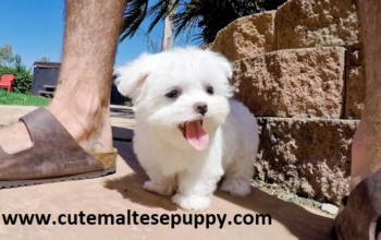 Tiny Tea Cup Maltese Puppies for sale