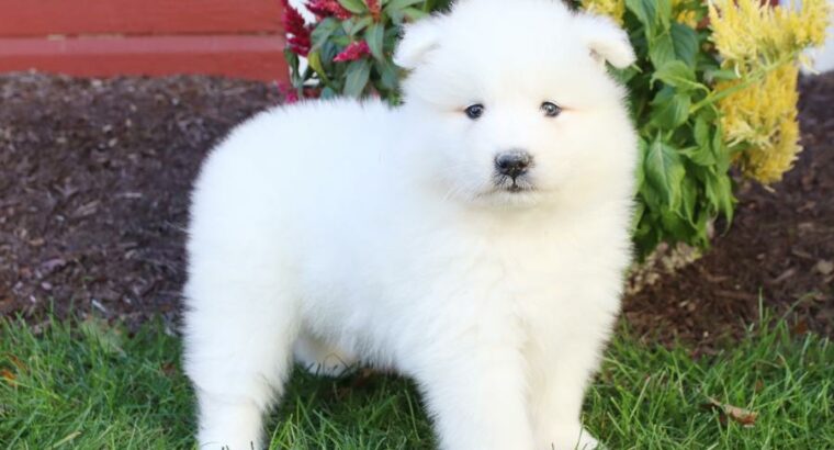 Purebred AKC Samoyed puppies available.