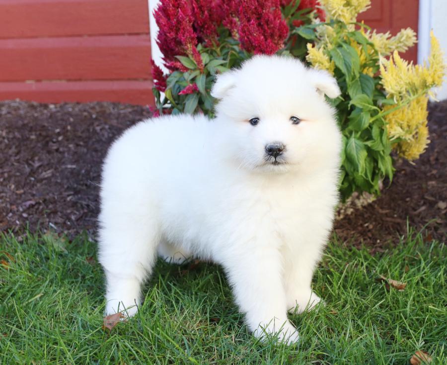 Purebred AKC Samoyed puppies available.