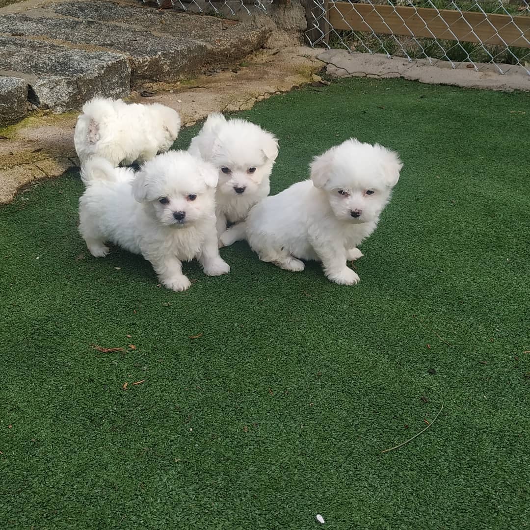 gorgeous mixed liter Maltese puppies