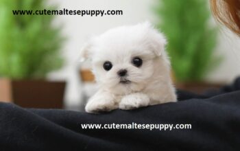 Tea Cup Maltese Puppies for free