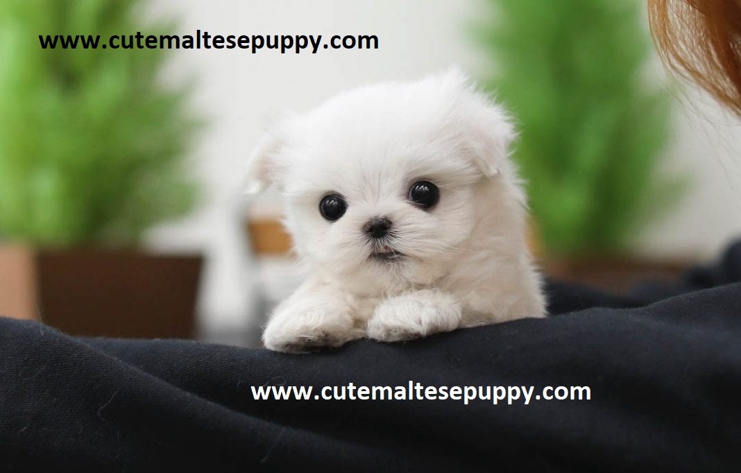 Tea Cup Maltese Puppies for free