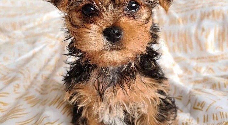 Adorable and cute teacup yorkie puppies