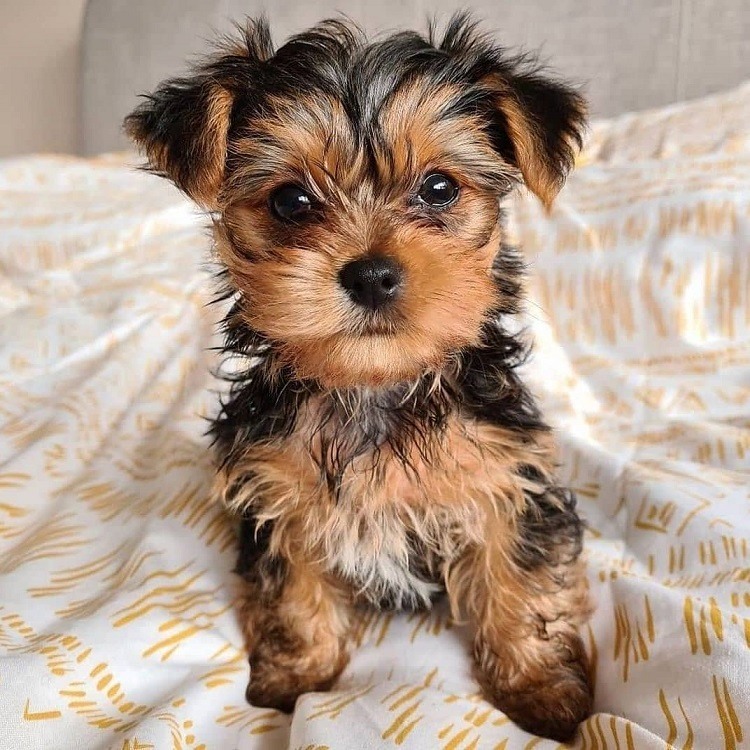 Adorable and cute teacup yorkie puppies