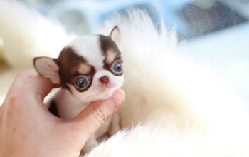 Tea-cup Chihuahua puppies