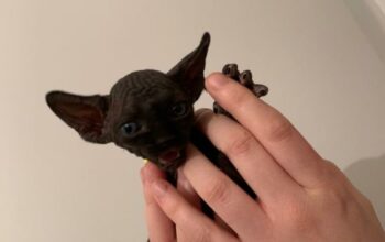 Sphynx Kittens For Sale Now