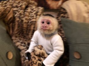 Contact if ready to rehome a Baby Capuchin Monkey