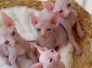 Adorable Sphynx kittens for sale