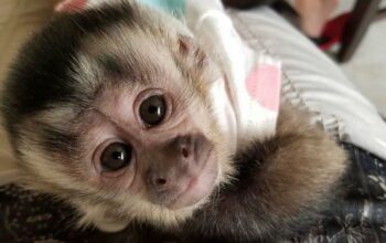 Adorable capuchin male available to go